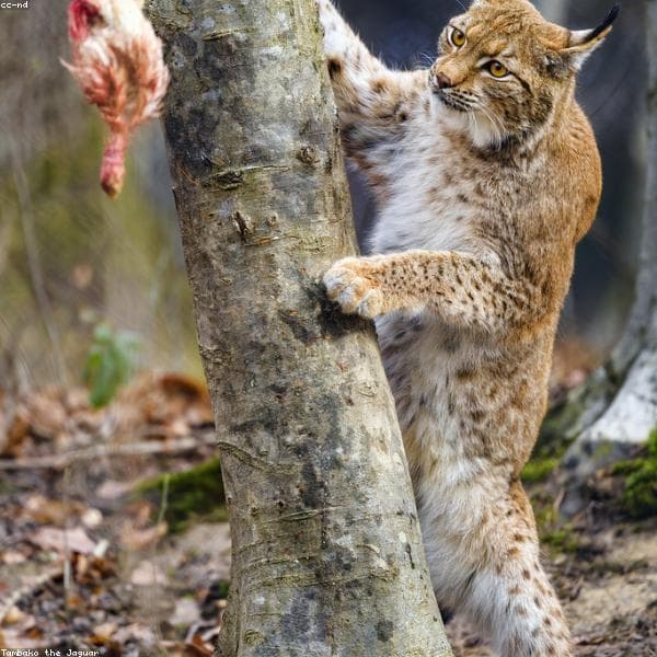 Dry Cat Food subcategory