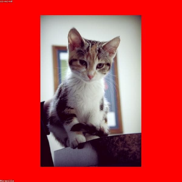 Kattensupplementen subcategory