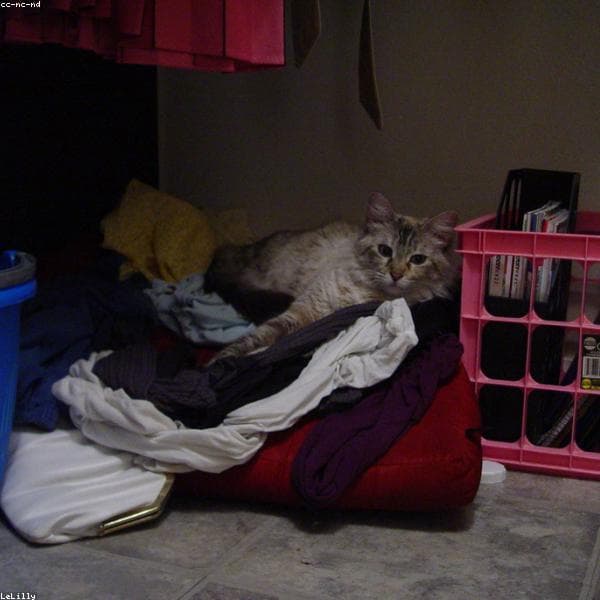 Klonterende Kattenbakvulling subcategory