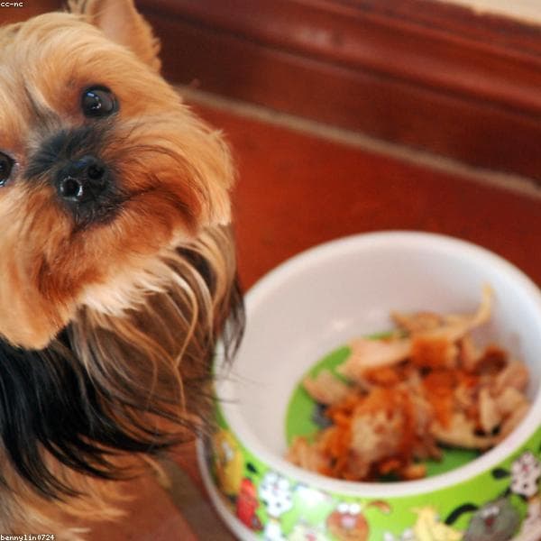 Dry Dog Food subcategory