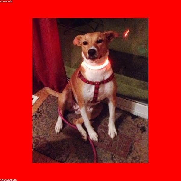 Dog Harnesses subcategory
