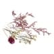 Bouquet de minis fleurs séchées roses - Image 7