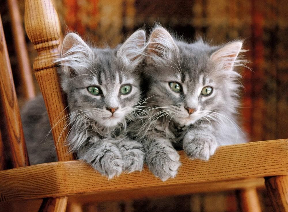 HIGH QUALITY - PUZZLE 500 PIECES CHATONS - Image 2
