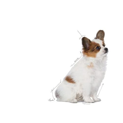 Royal Canin X-SMALL Puppy | 500 g | Kibble for Very Small Breeds | May Contribute to Normal Immune System Function | With Omega-3 - Image 5