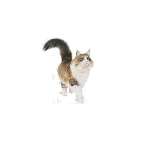 Royal Canin Feline Sterilised | Double Pack | 2 x 12 x 85 g | Complete Food for Adult Castrated Cats | Small Pieces in Jelly | From 12 Months - Image 8