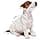 Royal Royal Canine Mini Pouch 12 x 85 g 1000 g - Image 8