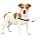 PetSafe Easy Walk Harness with No-Pull Buckle and 6ft Lead, Comfortable Walk for You and Him - 4 Adjustment Points - Durable, Easy to Put on and Take Off - Black, Small - Image 3