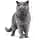 ROYAL CANIN British Shorthair Adult | 400 g | Dry food specially designed for British Shorthair Adult Cats | From 12 Months - Image 5