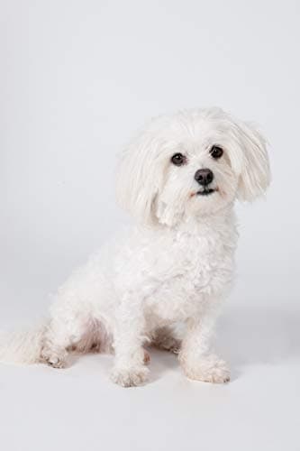 Karlie White Coat Shampoo, Dog Shampoo, 300 ml (Item May Vary) (Pack of 3) - Image 4