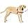 PetSafe Easy Walk Harness with No-Pull Buckle and 6ft Lead, Comfortable Walk for You and Him - 4 Adjustment Points - Durable, Easy to Put on and Take Off - Raspberry, Large - Image 3
