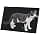 Fabulous Decorative Canvas Print Black and White Cat Europeen Cute Cat de Ville Felix (62 cm x 40 cm) - Image 2