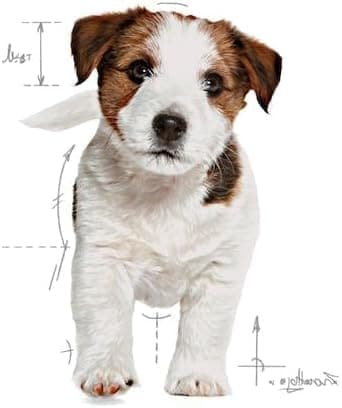 Royal Canin - Royal Canin Mini Junior Capacity: 800g - Image 6
