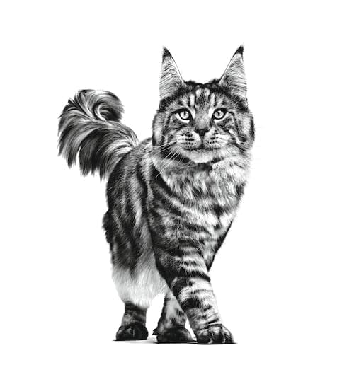 Royal Canin - Satiety Weight Management Kattenvoer Nat - 24 x 85 GR - Image 8