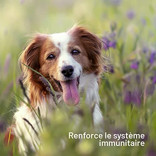 Salmon Oil for Dogs and Cats 1 Litre - 100% Natural Norwegian Salmon - Cold Pressed - Rich in Omega 3+6+9 and Vitamin E | Practical Doser (Red) - Image 4