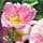 Weleda - Weleda Wild Rose Revitalizing Day Cream - 30 ml - Image 7
