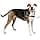 PetSafe - Easy Walk Extra Large Dog Harness (XL) - Black - Image 3