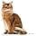 Royal Canin - Royal Canine Cat Jelly Ultra Light (X12) Roy Light Jelly 12 Sachets - Image 7