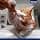 Vitakraft Vita Hearts Digestion Soft Cat Snack for Healthy Digestion Chicken (1x 40g) - Image 6