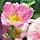 Weleda - Weleda Wild Rose Revitalizing Day Cream - 30 ml - Image 6