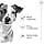 Royal Canin Mini Adult 8+ | 4 kg | Complete Food for Older Dogs of Small Breeds | Ages 8+ | Adjusted Energy Content - Image 4