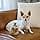 Outward Hound Dog Brain Teaser - Squirrel Hide and Seek, Small - Image 8