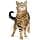 Royal Canin - Sterilised Appetite Control / Sterilised Cat Quémandeur 1 to 7 Years - Bag 2 kg - Image 7