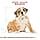 Royal Canin Bulldog Junior 12kg - Image 7