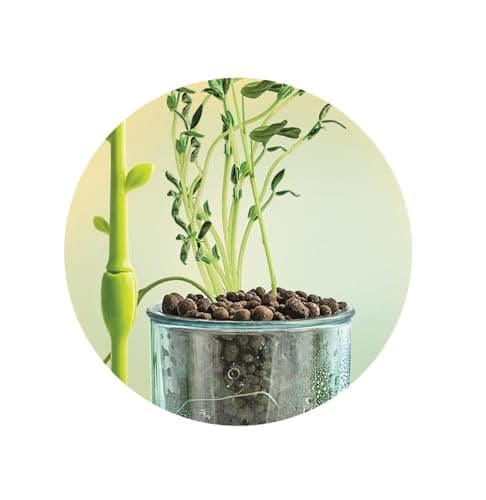 Clementoni | Science & Play – Botany and Hydroponics for Children 8+ | Soillless Gardening Kit with Transparent Pot, Seeds and Tools | Educational Botanical Experience | STEM Nature Activity - Image 5