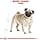 Royal Canin Pug Carlino Adulto 3 kg - Image 4