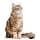 Royal Canin Feline Nutrition Digestive Comfort 38 Dry Food 2 kg - Image 7