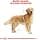 Royal Canin - 35251 - Golden Retriever Food - 12 kg - Image 6