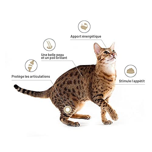 Salmon Oil for Dogs and Cats 1 Litre - 100% Natural Norwegian Salmon - Cold Pressed - Rich in Omega 3+6+9 and Vitamin E | Practical Doser (Red) - Image 7