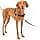PetSafe Easy Walk Harness with No-Pull Buckle and 1.8 m Leash, Comfortable Walk for You and Him, 4 Adjustment Points, Durable, Easy to Put On and Off, Black, Size M - Image 3