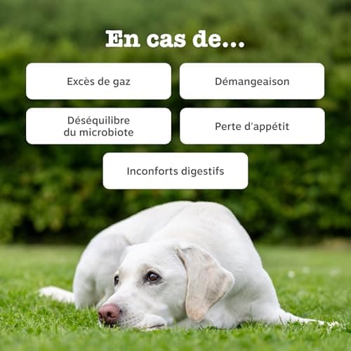 Zesty Paws Probiotic - Complément pour Chien sous Forme de friandise - Probiotique Chien - Système Immunitaire - Combinaison inédite prébiotiques, probiotiques et postbiotiques - 90 Unités - Image 3
