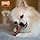 Nylabone Dura Heavy Duty Chew Toy, Bacon Aroma Chew Toy for Dogs Extreme Chewing, Extra Small for Dogs up to 7kg - Image 4