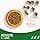 IAMS Advanced Nutrition for Adult Dogs Small and Medium Breeds 1 Year + 100% Complete & Balanced Lamb Food - Wheat Free - Non-GMO Artificial Flavour Colours - Resealable Bag 12 kg - Image 4