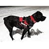 Luminous Shop Compatible with Julius-K9 - Hook and Loop Sticker for Dog Harness - Personalized Dog Harness - Design Your Patch with Fastener - Black, 11 x 3 cm - Image 7