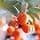 Body de Weleda Sea Buckthorn Body Oil 100 ml - Image 6