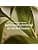 L'OCCITANE - Verbena Eau de Toilette - 100 ml - Made in France - Image 4