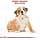 Royal Canin Bulldog Junior 12kg - Image 4