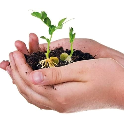 Clementoni - Science and Game: The Biosphere - Ages 8+ Assemble your Biosphere - Water Cycle Plant Growth - Includes Clover Seeds + Bindweed - Scientific Educational Game - Nature Gift Idea - Image 7