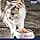 Vitakraft Poésie Délice - Meal in sauce for adult cats - MSC labeled colin assortment - Recipe without grains or added sugars (23 x 85 g) - Image 6