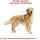 Royal Canin - 35251 - Golden Retriever Food - 12 kg - Image 7