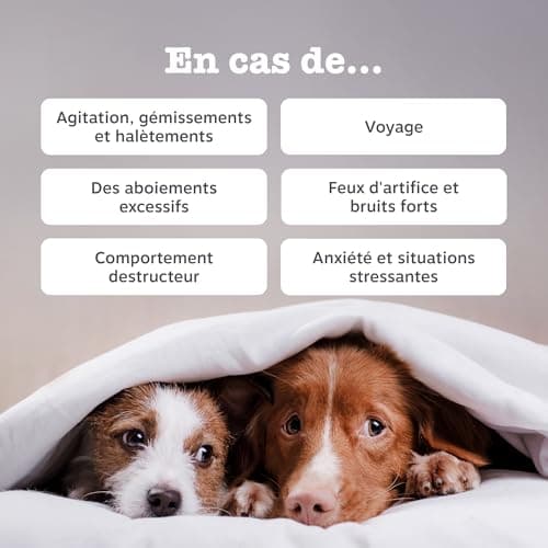 Zesty Paws Calming - Complément pour Chien sous Forme de friandise - Anti Stress - calmant - Hyperactivité - Ashwagandha, Thé Vert et L-Tryptophane - 90 Unités - Image 3