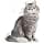 Royal Canin - Sensitive 33 / Digestive Sensitive Cat – Bag of 400 g - Image 5