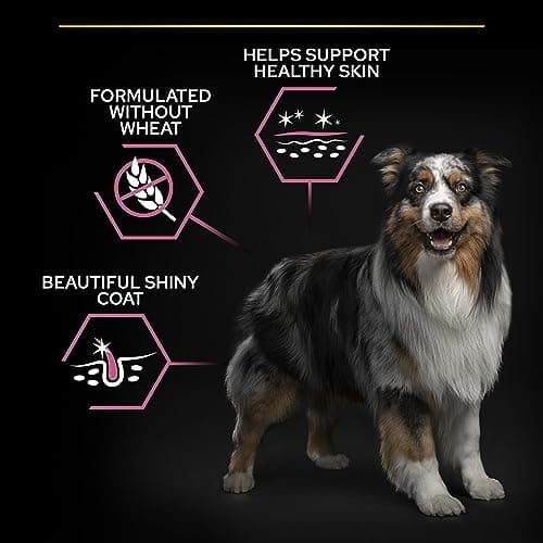 PURINA PRO PLAN | Sensitive Skin | Complete dry food for medium and large dogs over 7 years | Promotes healthy skin and shiny coat | Salmon | Dry food | Bag | 14 kg - Image 7