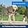 PetSafe Easy Walk Harness with No-Pull Buckle and 1.8 m Leash, Comfortable Walk for You and Him, 4 Adjustment Points, Durable, Easy to Put On and Off, Black, Size M - Image 5