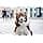 Julius-K9 Large Format Labels - Happy - Image 5