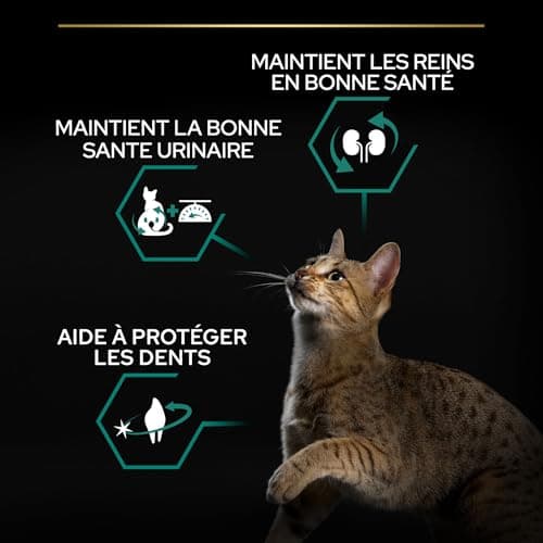 PURINA PRO PLAN | Renal Plus | Cat | Complete Dry Food for Sterilized Adult Cats | Helps Maintain Healthy Kidney Function and Urinary System | Turkey | Bag | 10 kg - Image 7