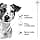 Royal Canin Mini Adult 8+ | 800 g | Complete food for older dogs of small breeds | Ages 8+ | Adjusted energy content and suitable kibble size - Image 5